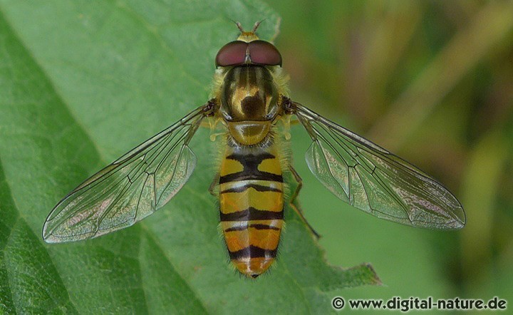 Hainschwebfliege Episyrphus balteatus