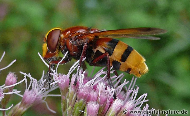 Volucella zonaria Weibchen