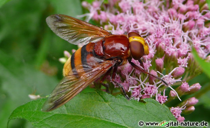 Riesen-Hummelschwebfliege oder Große Waldschwebfliege
