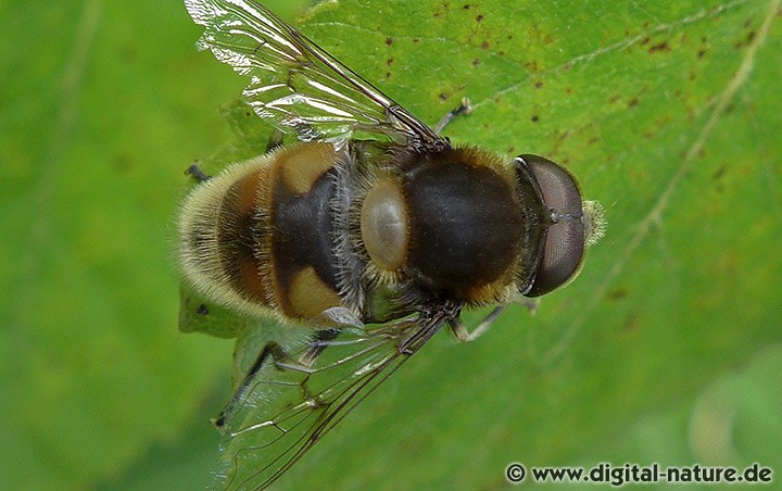 Hummel-Keilfleckschwebfliege Männchen