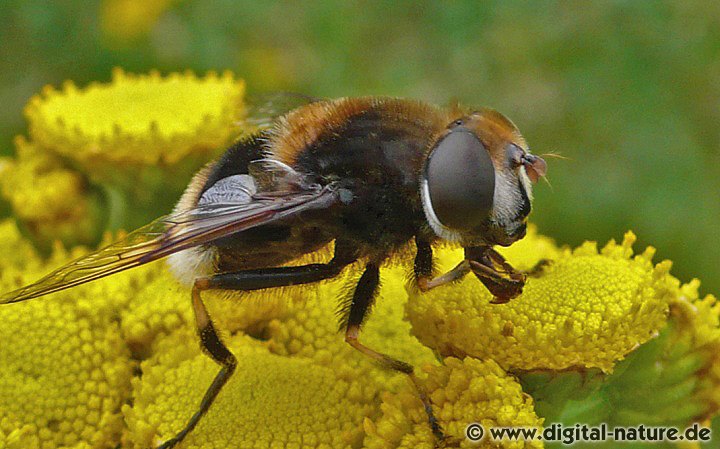 Eristalis intricaria Weibchen