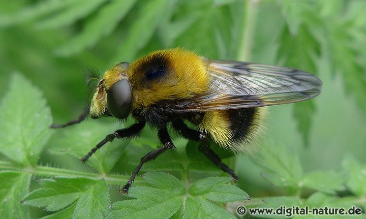 Volucella bombylans var. plumata