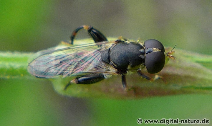 Kleine Mistbiene Rattenschwanzlarven