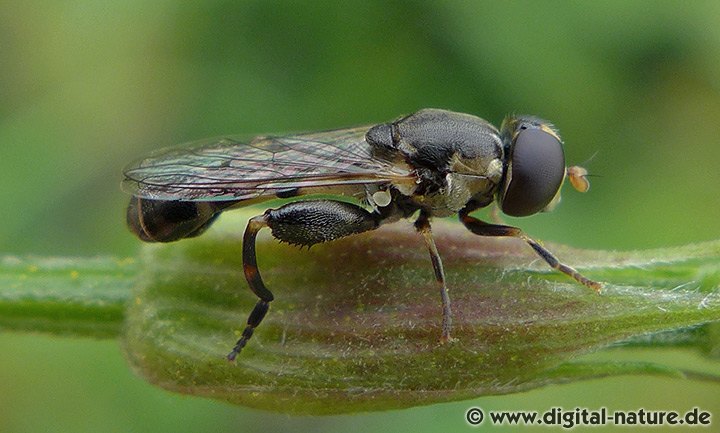 Syritta pipiens Merkmale Männchen