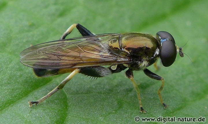 Gemeine Langbauchschwebfliege Xylota segnis