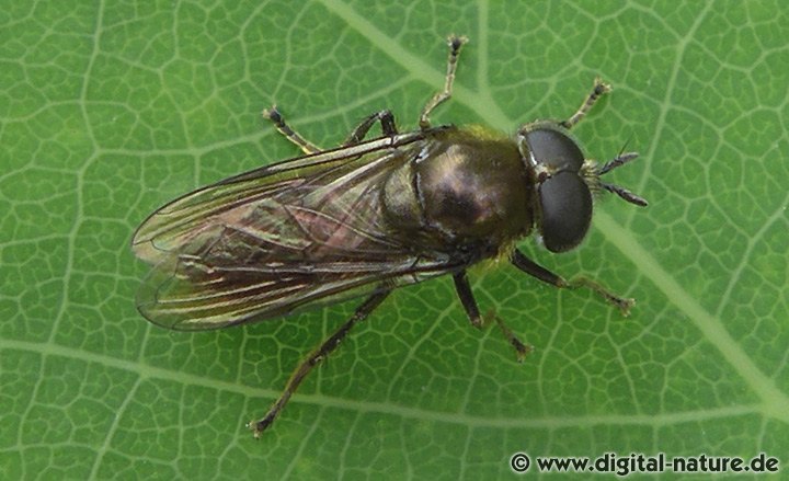 Die Arten der Schwebfliegen Gattung Pipizella
