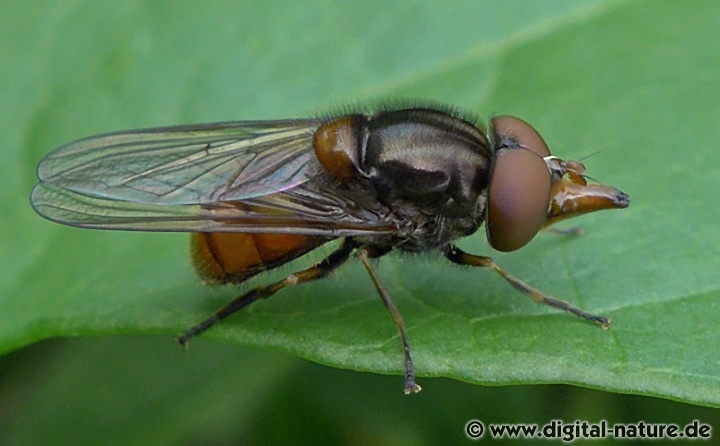 Schnauzenschwebfliege Rhingia campestris