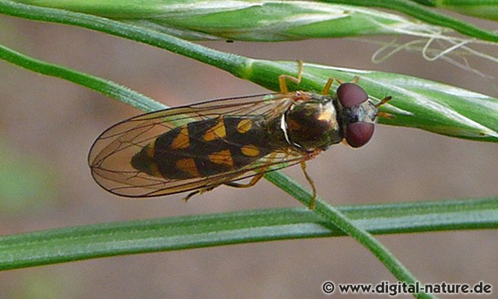 Matte Schwarzkopfschwebfliege Melanostoma scalare