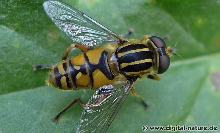 Gemeine Sumpfschwebfliege