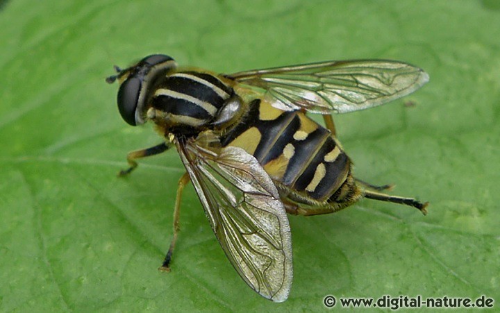 Gemeine Sonnenschwebfliege Helophilus pendulus