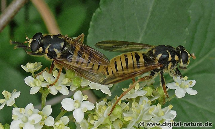 Wespen-Moderholzschwebfliege Temnostoma vespiforme