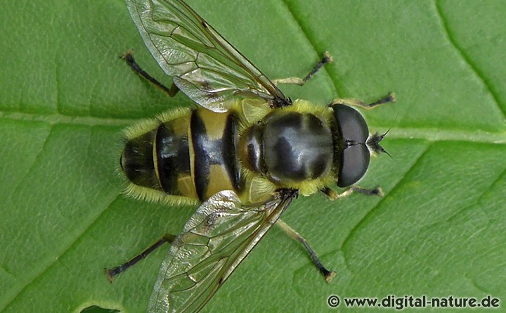 Gemeine Dolden-Schwebfliege Männchen