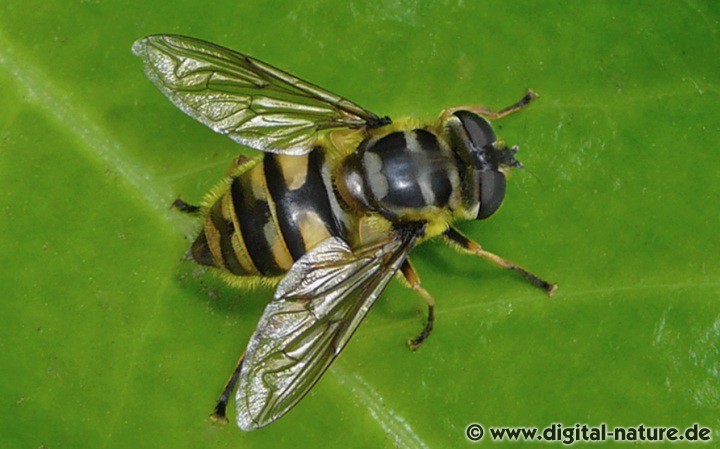 Myathropa florea Weibchen