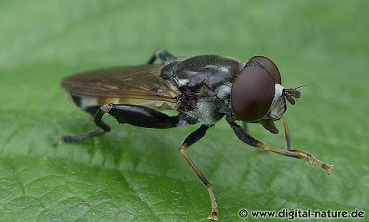 Keulen-Grashalmschwebfliege Tropidia scita