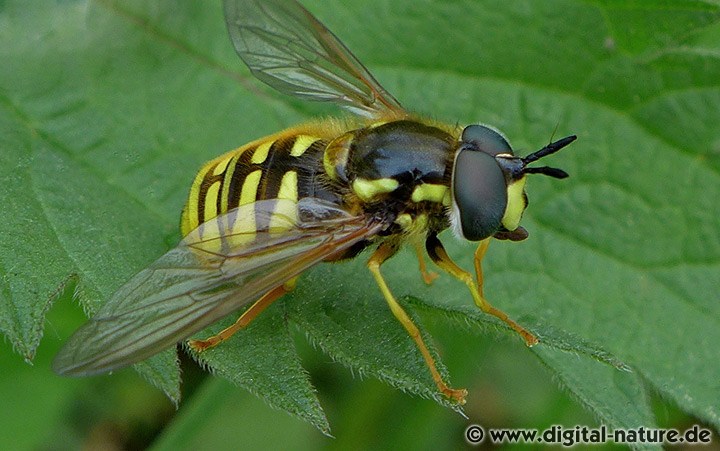 Gemeine Wespenschwebfliege Chrysotoxum cautum