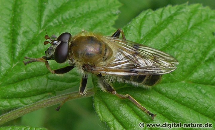 Schmale Hummelschwebfliege Criorhina asilica