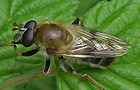 Criorhina asilica