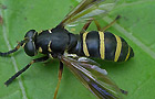 Temnostoma bombylans
