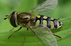 Gemeine Feldschwebfliege