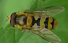 Epistrophe diaphana