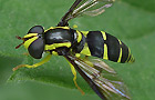 Xanthogramma dives