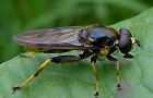 Goldhaar-Langbauchschwebfliege