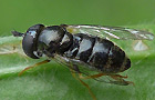 Paragus cf. haemorrhous