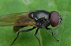 Cheilosia impressa