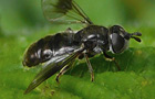 Pipiza lugubris