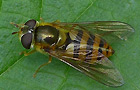 Epistrophe melanostoma
