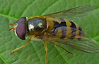 Epistrophe nitidicollis