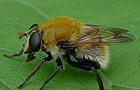 Criorhina berberina