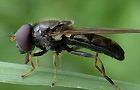 Kleine Erzschwebfliege