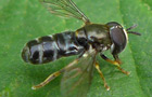 Paragus pecchiolii