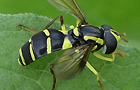 Späte Gelbrand-Schwebfliege