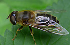 Gemeine Keilfleckschwebfliege