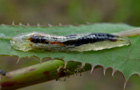 Schwebfliegenlarven