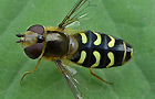 Scaeva selenitica