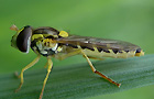 Sphaerophoria spec.