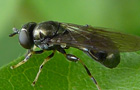 Neoascia cf. tenur