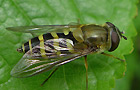 Syrphus torvus
