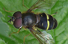 Breitband-Waldschwebfliege