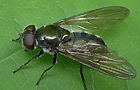 Cheilosia variabilis
