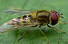 Syrphus vitripennis