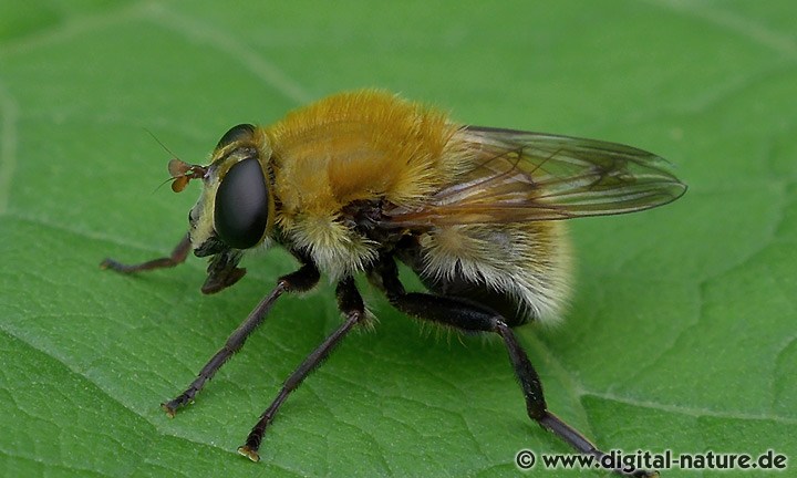  Criorhina berberina f. oxyacanthae