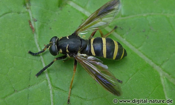 Hummel-Moderholzschwebfliege Temnostoma bombylans