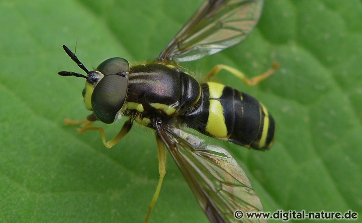 Zweiband-Wespenschwebfliege Chrysotoxum bicinctum