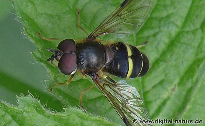 Breitband-Waldschwebfliege Dasysyrphus tricinctus