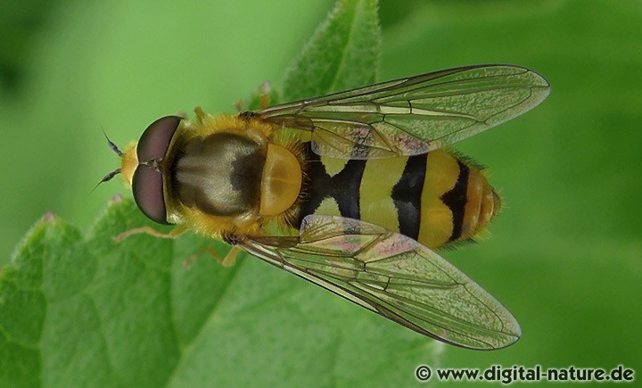 Gelbbein-Wiesenschwebfliege Epistrophe diaphana
