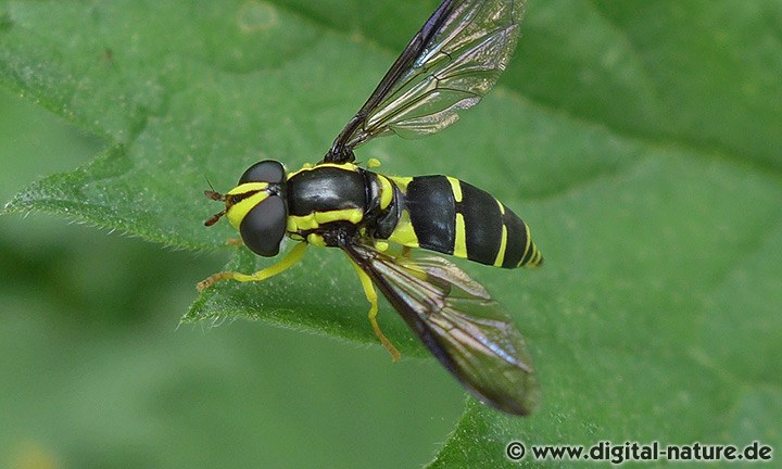 Schwebfliege Xanthogramma dives